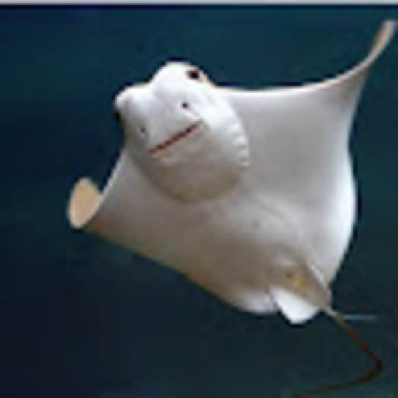 crunchystingray